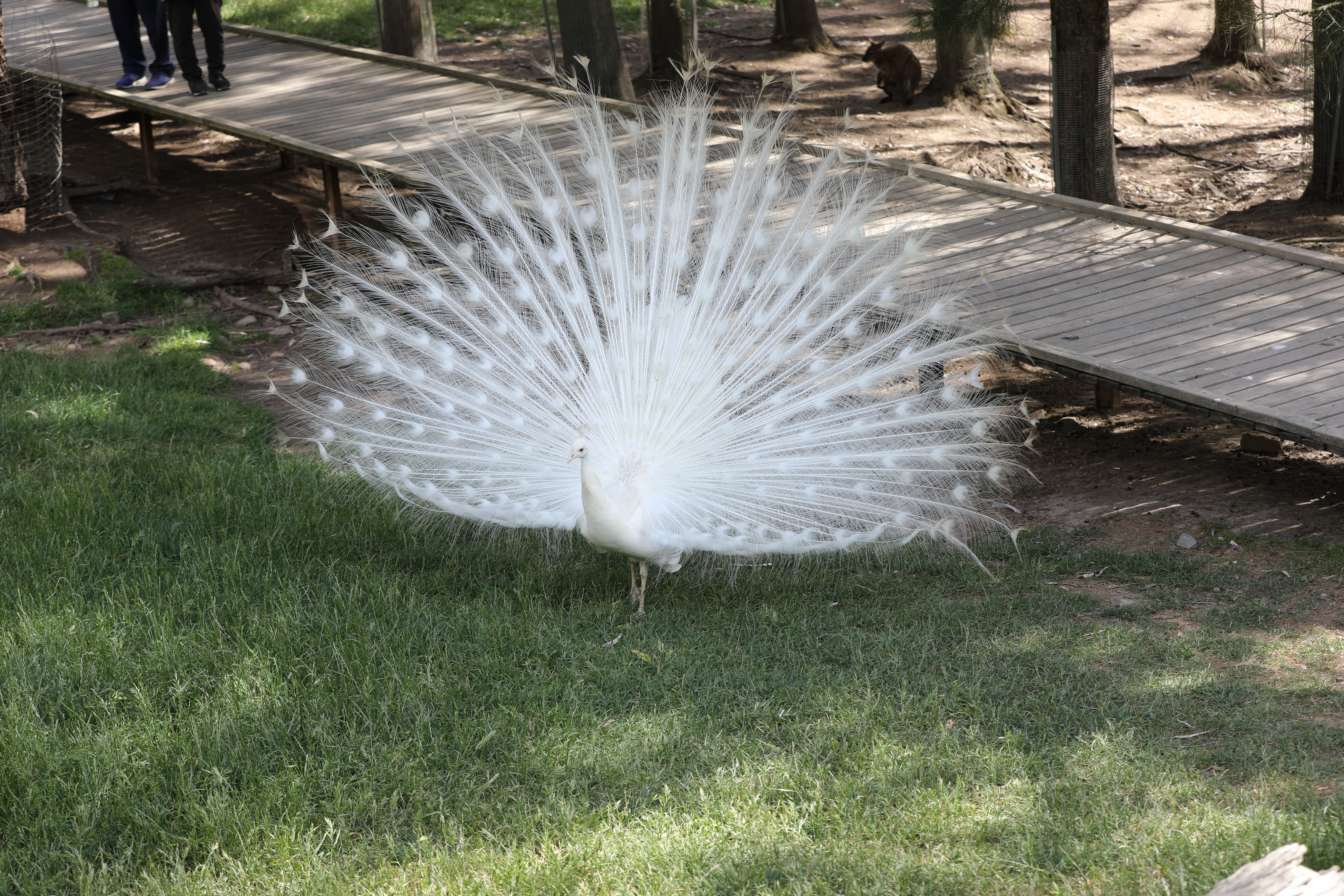 2019 11 22 16 13 47 Canon EOS 5D Mark IV 0026